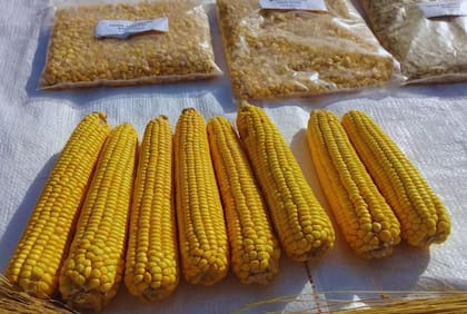 Indicaron que, tras un proceso de mejoramiento genético, la variedad de maíz amarillo, adaptada a las condiciones agroclimáticas de Formosa y la región, inscripta en el Inase, fue desarrollada por el grupo de investigación de cultivos extensivos del INTA El Colorado, Formosa, en conjunto con otros actores relevantes del sector