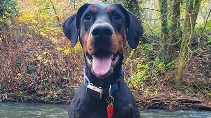 Indie, quien "eligió" a Katie en la playa.