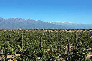 El consumo del vino está cambiando a nivel global y las bodegas van por las nuevas oportunidades