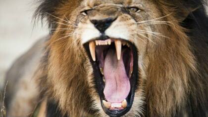 Indignación por la muerte de los leones en Chile