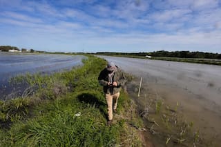 Industria del cangrejo de río de Luisiana sufre por escasez de trabajadores extranjeros
