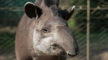 Inés, el tapir hembra de 34 años, era considerada un ícono de la conservación de la especie