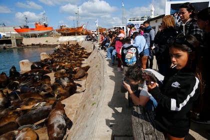 Infaltable postal de turistas y lobos de mar en el puerto marplatense