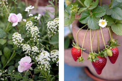 Infaltables las rosas con el perfume de los alisum recubriendo el pie (foto izquierda). Frutillas listas para comer (foto derecha). 