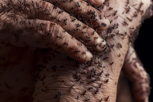 El complejo camino para entender una sensación de “bichos que pican” que no existe en el cuerpo