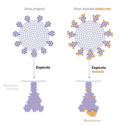 infografía de las mutaciones de la nueva variante ómicron