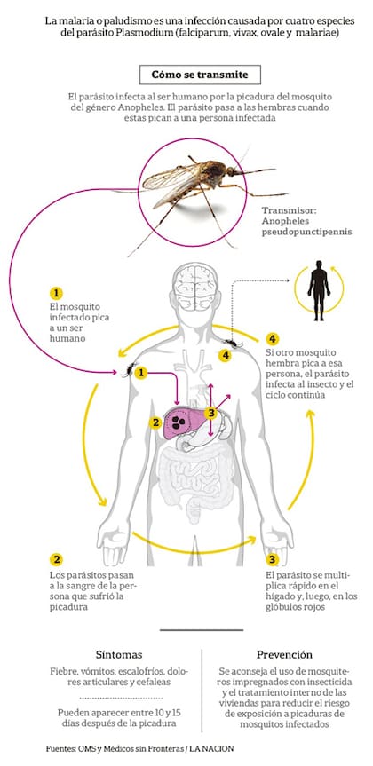 Infografía sobre cómo se transmite la malaria