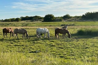 Avanzan en una herramienta digital para modernizar la industria equina