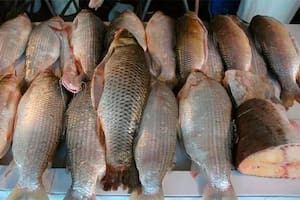 Una provincia prohibió acopiar y exportar por un año pescado de río