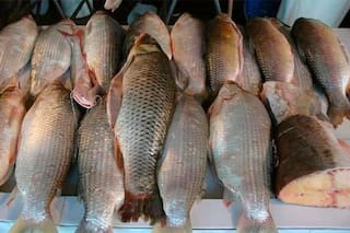 Una provincia prohibió acopiar y exportar por un año pescado de río