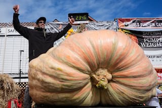 Ingeniero de California gana concurso de calabazas gigantes con una de más de 1000 kilos