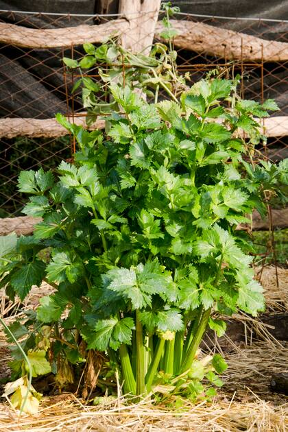 Ingredientes de la huerta como el apio revitalizan el cuerpo y despiertan la creatividad en la cocina