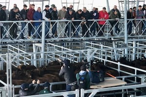 Valores con altibajos en el comienzo la semana en el Mercado Agroganadero de Cañuelas