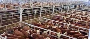 Menor oferta y precios con alzas en el Mercado Agroganadero de Cañuelas