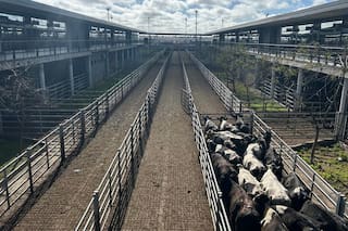 Cierre de semana con altibajos en el Mercado Agroganadero de Cañuelas