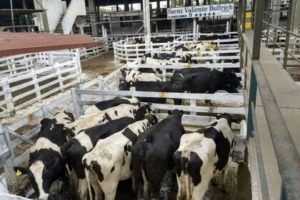 Ingresaron más de 300 vacas lecheras