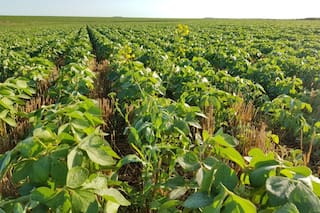 Una pregunta en la "era malezoica”: ¿cuándo empieza el manejo?