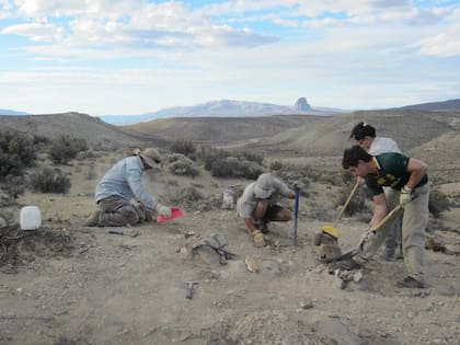 Inicio de la excavación para extraer los fósiles del Bicharracosaurus
