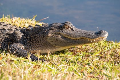 Inició la temporada de caza de cocodrilos en Carolina del Sur; las fotos son solo ilustrativas