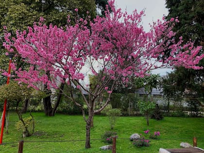 Inomata incluyó árboles de sakura en el Jardin Japonés de Escobar que permiten practicar el "hamani", la observación de las flores