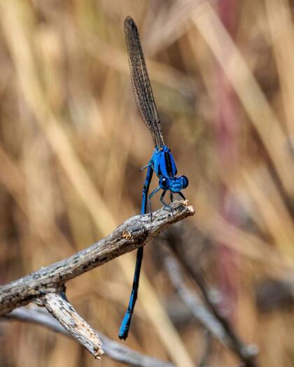 Christopherson también disfruta de tomar fotografías a inusuales especies de insectos