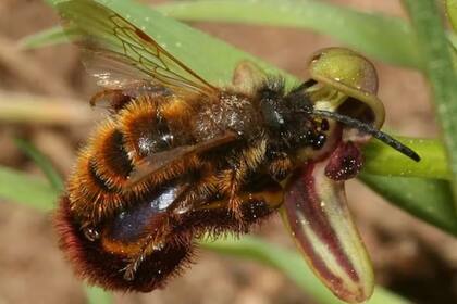 Insecto (Dasyscolia ciliata) atraído por los infoquímicos de una planta
