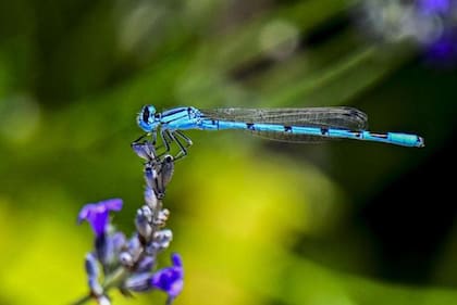 El aumento de la contaminación está entorpeciendo la reproducción de algunas especies, reveló un estudio.