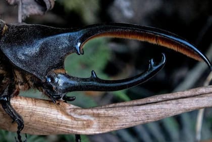 Los escarabajos usan sus astas para separar a las parejas.