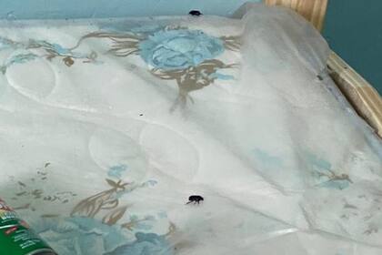 Insectos en una de las camas del centro de aislamiento Gran Guardia, en Formosa; según los que estuvieron allí, en el lugar tampoco hay heladera