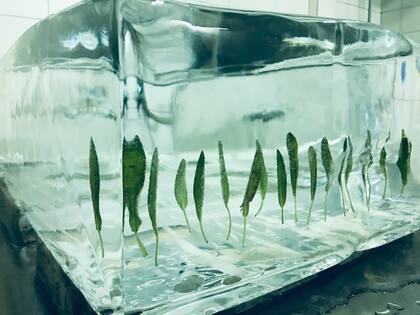 Insert de hojas de salvia en un bloque de hielo premium