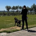 La importante misión de un equipo de perros que recorren una provincia