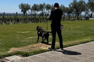 La importante misión de un equipo de perros que recorren una provincia
