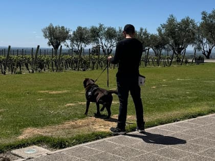 Inspeccionan bodegas en Mendoza en busca de fallas que alteren la calidad del vino