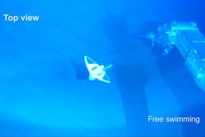 Inspirado en el pez caracol de la fosa de las Marianas, este robot chino ha sido capaz de nadar de forma autónoma y autopropulsada a casi 11.000 metros de profundidad