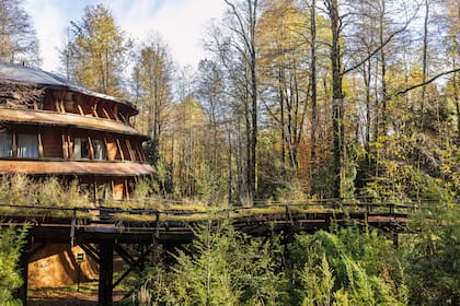 Inspirado en la vida vegetal de los bosques del sur, el hotel Reino Fungi tiene 22 habitaciones
