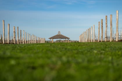 Inspirado en tendencias internacionales, Tuite apuesta por una nueva región vitivinícola en la costa atlántica