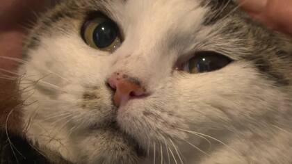 Instalar un microchip es una herramienta efectiva para identificar a la mascota y fue lo que permitió que Garfield regrese a su casa 11 años más tarde