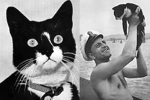 La increíble historia del gato que se salvó de tres naufragios, de nazis y aliados, en la Segunda Guerra Mundial