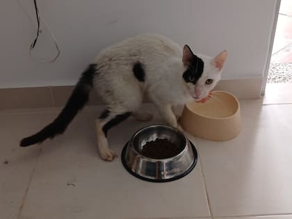 Intentaba masticar y se le caía casi todo lo que lograba llevarse a la boca.