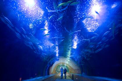 Interior de L’Oceanogràfic, el gran acuario de la ciudad.