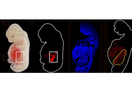 Introdujeron células humanas pluripotentes en embriones de cerdo de pocos días, modificados genéticamente antes para que no desarrollen riñones porcinos; las células humanas ocuparon ese nicho vacío y generaron un riñón rudimentario