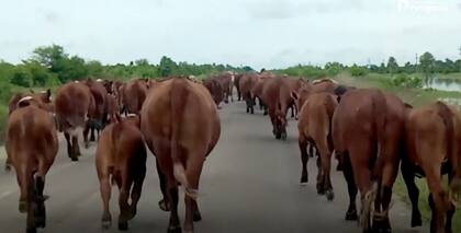 Inundaciones en Corrientes: algo de la hacienda pudo ponerse a resguardo pero mucha quedó dentro del campo