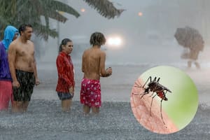 Cómo sobrevivir a la infernal temporada de mosquitos en Miami tras las inundaciones