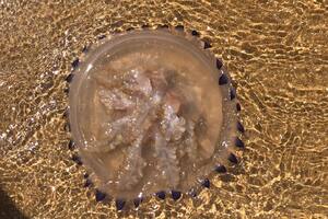 Invasión de aguavivas en Punta del Este