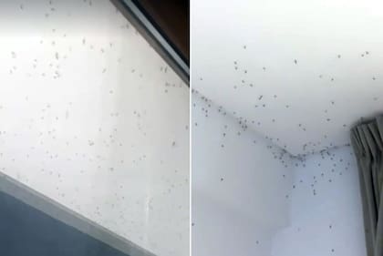 Invasión de mosquitos en La Plata