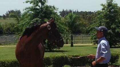 Invasor, en un duelo de miradas con su padrillero
