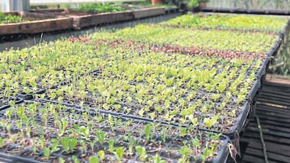 Invernáculos: tienen dos de 1008 metros cuadrados. Aprovechan las largas horas de luz en el verano para estimular el crecimiento de frutas y verduras