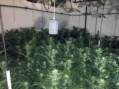 Invernadero de cannabis en Lanús
