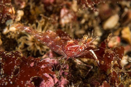 Invertebrados bentónicos comunes de la Isla de los Estados