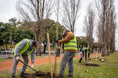 Invertir en árboles